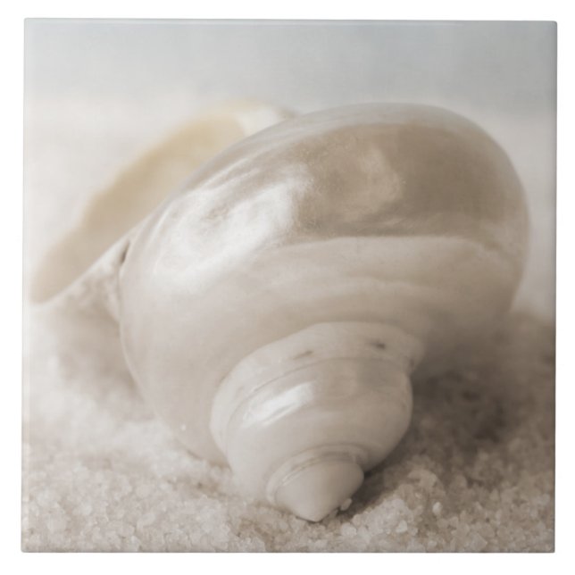 Florida-SeeMuschel-Hintergrund - Strand-Muscheln Fliese (Vorderseite)