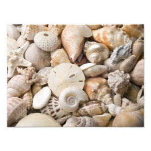 Florida-SeeMuschel-Hintergrund - Strand-Muscheln Fotodruck