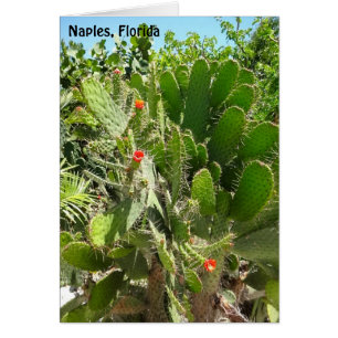 Florida-Signal-Kaktus Naples Botanischer Garten