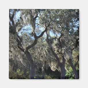 Florida Spanish Moss Magnet
