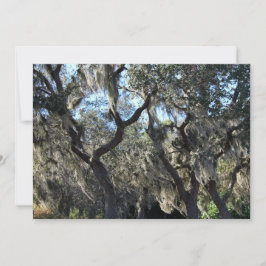 Florida Spanish Moss Mitteilungskarte