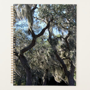 Florida Spanish Moss Planer