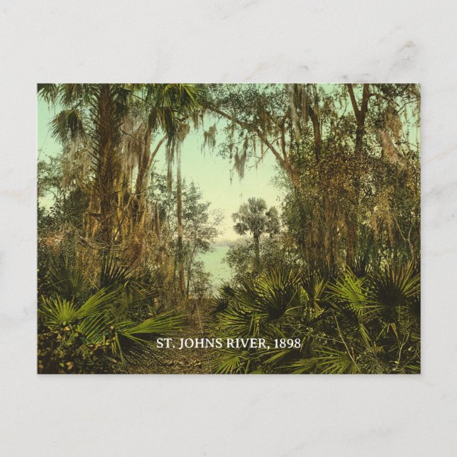 Florida, St. Johns River 1898 Foto Postkarte (Vorderseite)