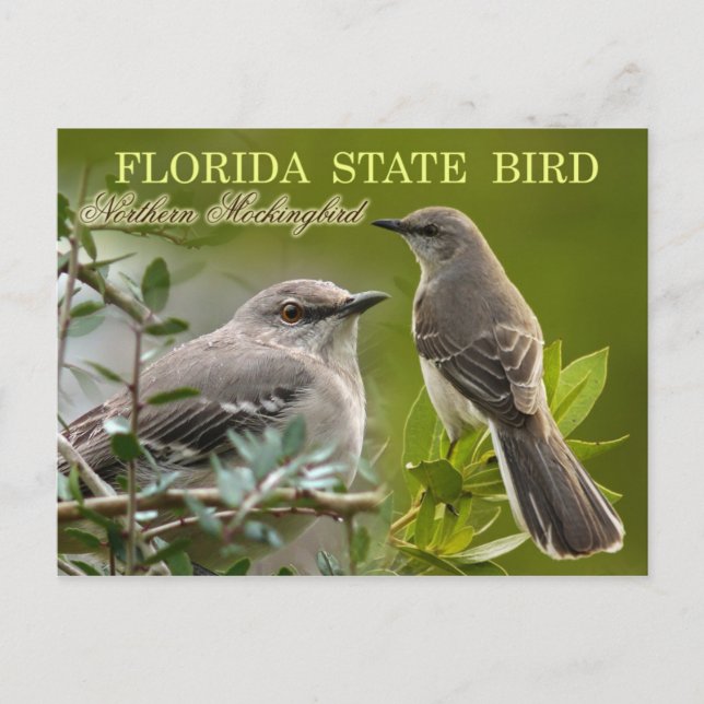 Florida Staat Bird - Mockingbird Postkarte (Vorderseite)