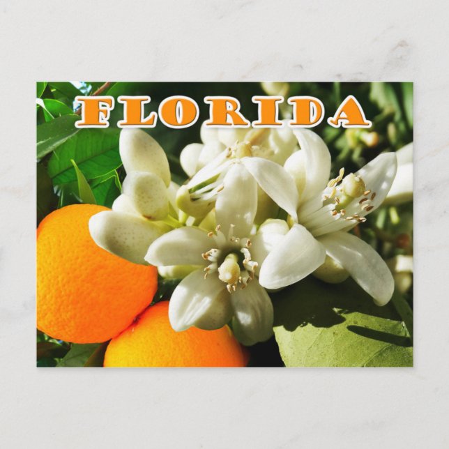 Florida Staat Blume: Das orange Blossom Postkarte (Vorderseite)
