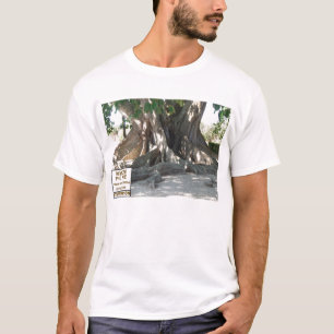 Florida-Staats-Meister-Mysore-Feigen-Baum mit T-Shirt