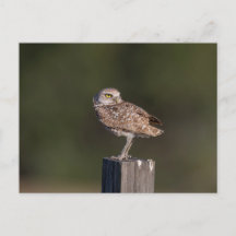 Florida-Sumpfohreulen-Paar-Wildlife-Fotografie