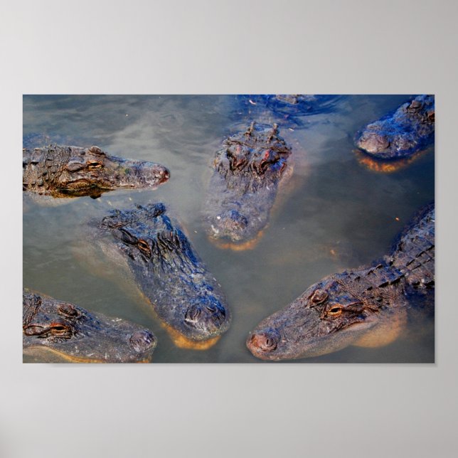 Florida-swimming-hole-design-001 Poster (Vorne)