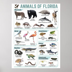 Florida-Tiere, Florida usa-Wildlide Poster