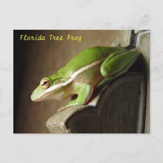 Florida Tree Frog Postcard Postkarte (Vorderseite)