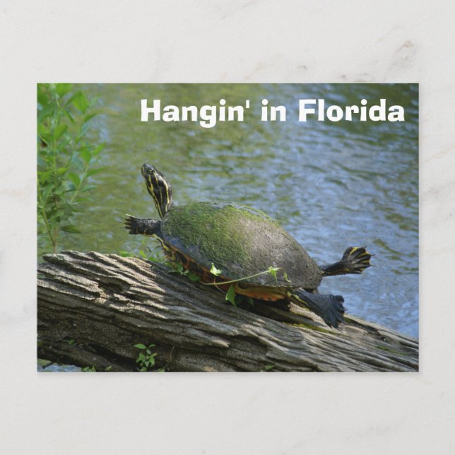 Florida Turtle Postcard Postkarte (Vorderseite)