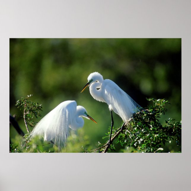 Florida, Venedig, Audubon-Heiligtum, Gemeinsames E Poster (Vorne)
