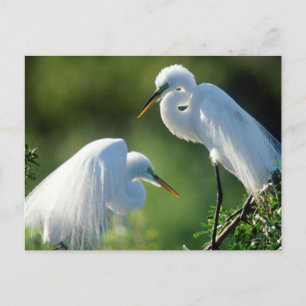 Florida, Venedig, Audubon-Schutzgebiet, Silberreih Postkarte