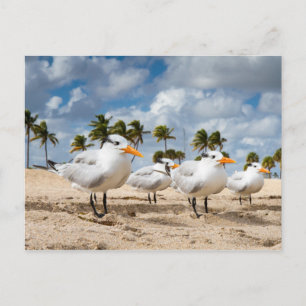 Florida - Vier Terns am Strand Postkarte