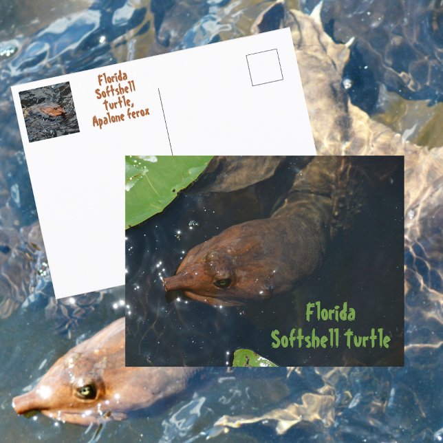 Florida-Weichschildkröte Fotografische Tierwelt Postkarte (Von Creator hochgeladen)