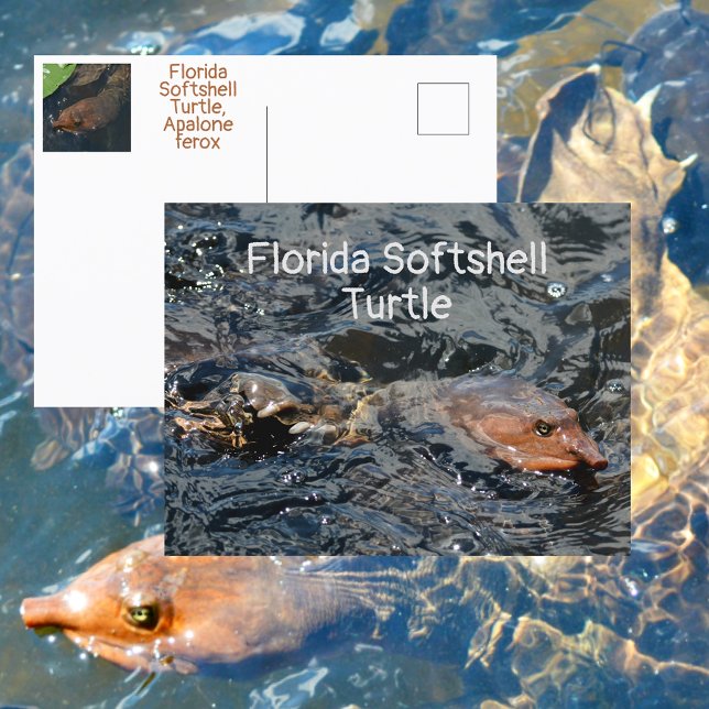 Florida-Weichschildkröte-Wildlife-Fotografie Postkarte (Von Creator hochgeladen)