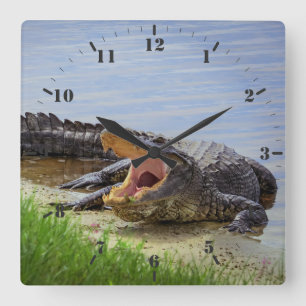 Florida wild alligator with open mouth  quadratische wanduhr