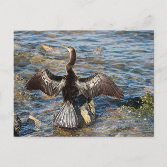 Florida Wildtiere - Vögel Postkarte (Vorderseite)