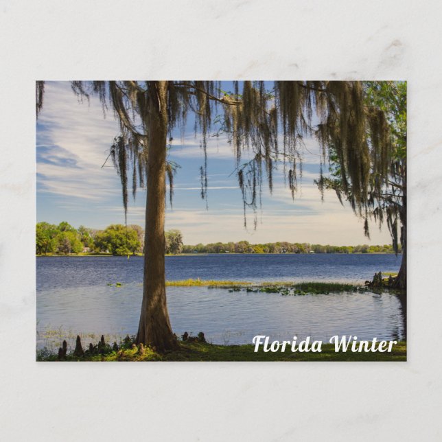 Florida Winter Postcard Postkarte (Vorderseite)