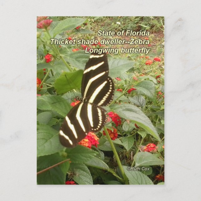 Florida Zebra Longwing Butterfly Postkarte (Vorderseite)