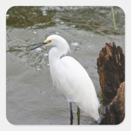 Floridas singender Seidenreiher Quadratischer Aufkleber