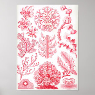 Florideae Poster