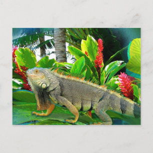 Floridian Iguana POSTCARD Postkarte