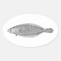 Flounder - Fluke Vintag Illustration
