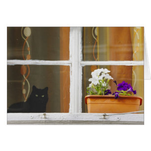 Flower by the window, Sighisoara, Romania
