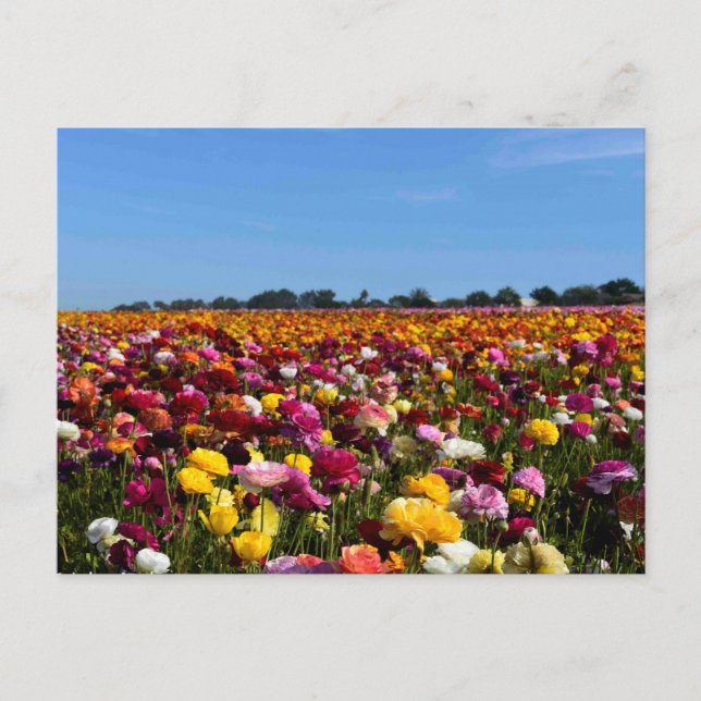 Flower fields in California Postkarte (Vorderseite)