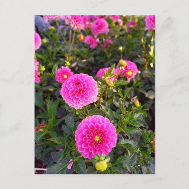 Flower Power - 12 Postkarte (Vorderseite)