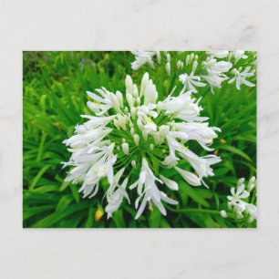 Flower Power - 6 Postkarte