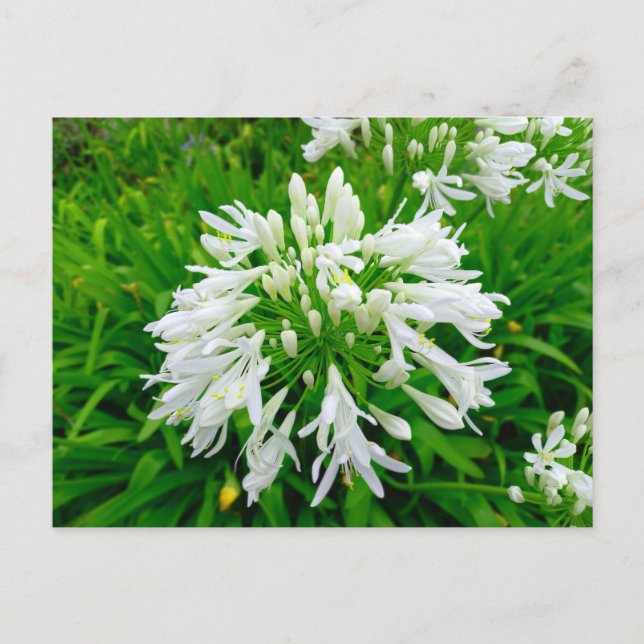 Flower Power - 6 Postkarte (Vorderseite)