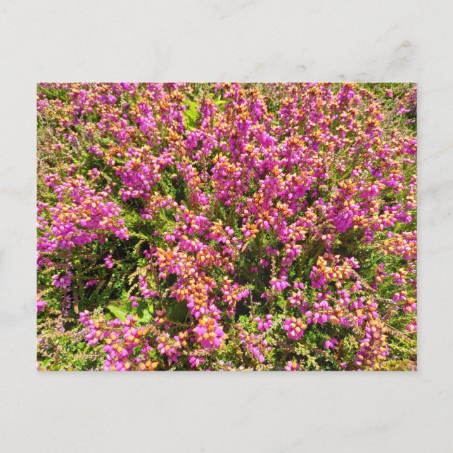 Flower Power - 8 Postkarte (Vorderseite)