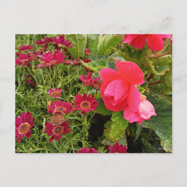 Flower Power - 9 Postkarte (Vorderseite)