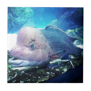Flowerhorn Cichlid-Fische Fliese