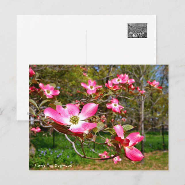 Flowering Dogwood Postkarte (Vorne/Hinten)