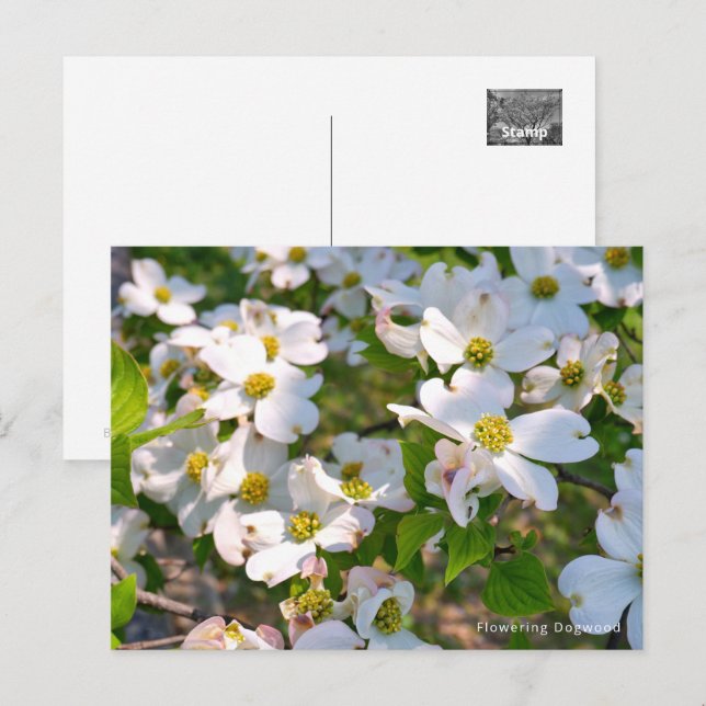 Flowering Dogwood Postkarte (Vorne/Hinten)