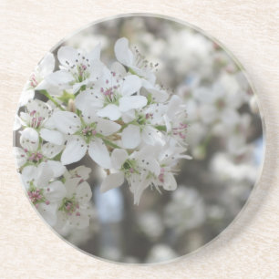 Flowering Pear Tree Bloom Coaster Getränkeuntersetzer
