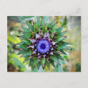 Flowering Scottish Thistle Postkarte