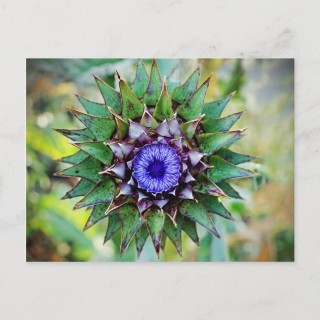 Flowering Scottish Thistle Postkarte (Vorderseite)