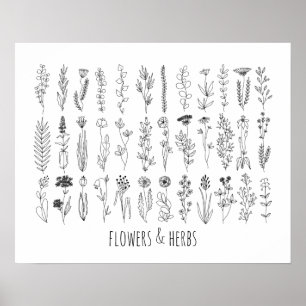 Flowers And Herbs Ink Drawing Poster