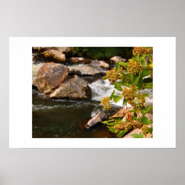 flowers by the river poster (Vorne)