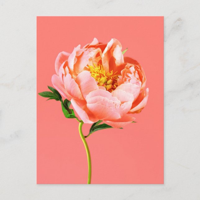 Flowers | Coral Peony Blossom Postkarte (Vorderseite)