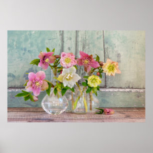 Flowers Hellebores in Vases Poster