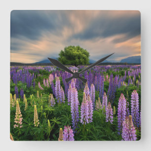 Flowers   Lupine Field in New Zealand Quadratische Wanduhr