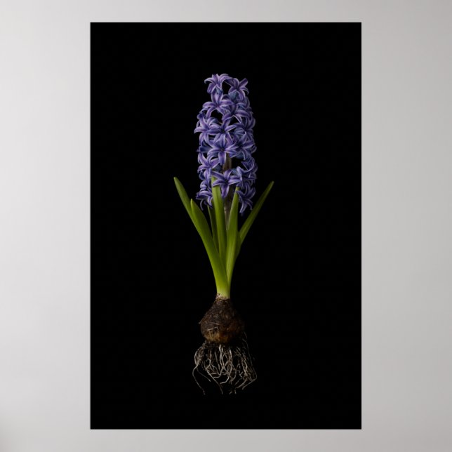 Flowers | Purple Hyacinth Bulb Poster (Vorne)