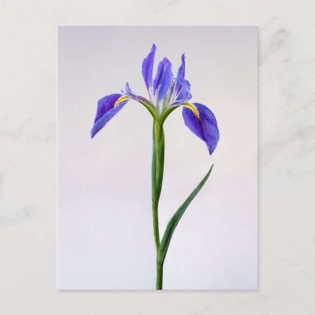 Flowers | Purple Iris Flower Postkarte (Vorderseite)