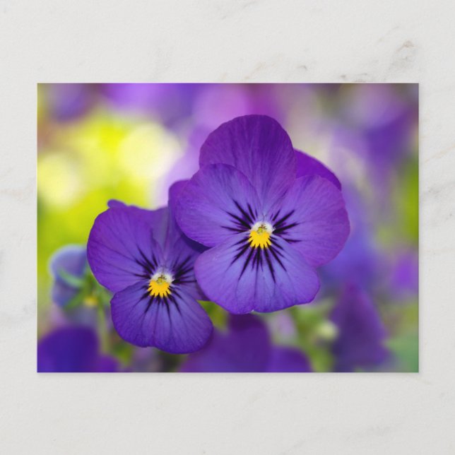 Flowers | Purple Pansies Postkarte (Vorderseite)