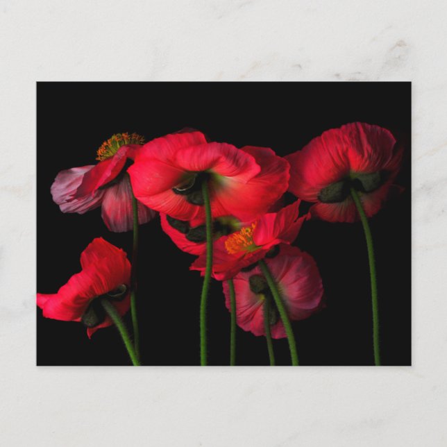 Flowers | Red Poppies Postkarte (Vorderseite)